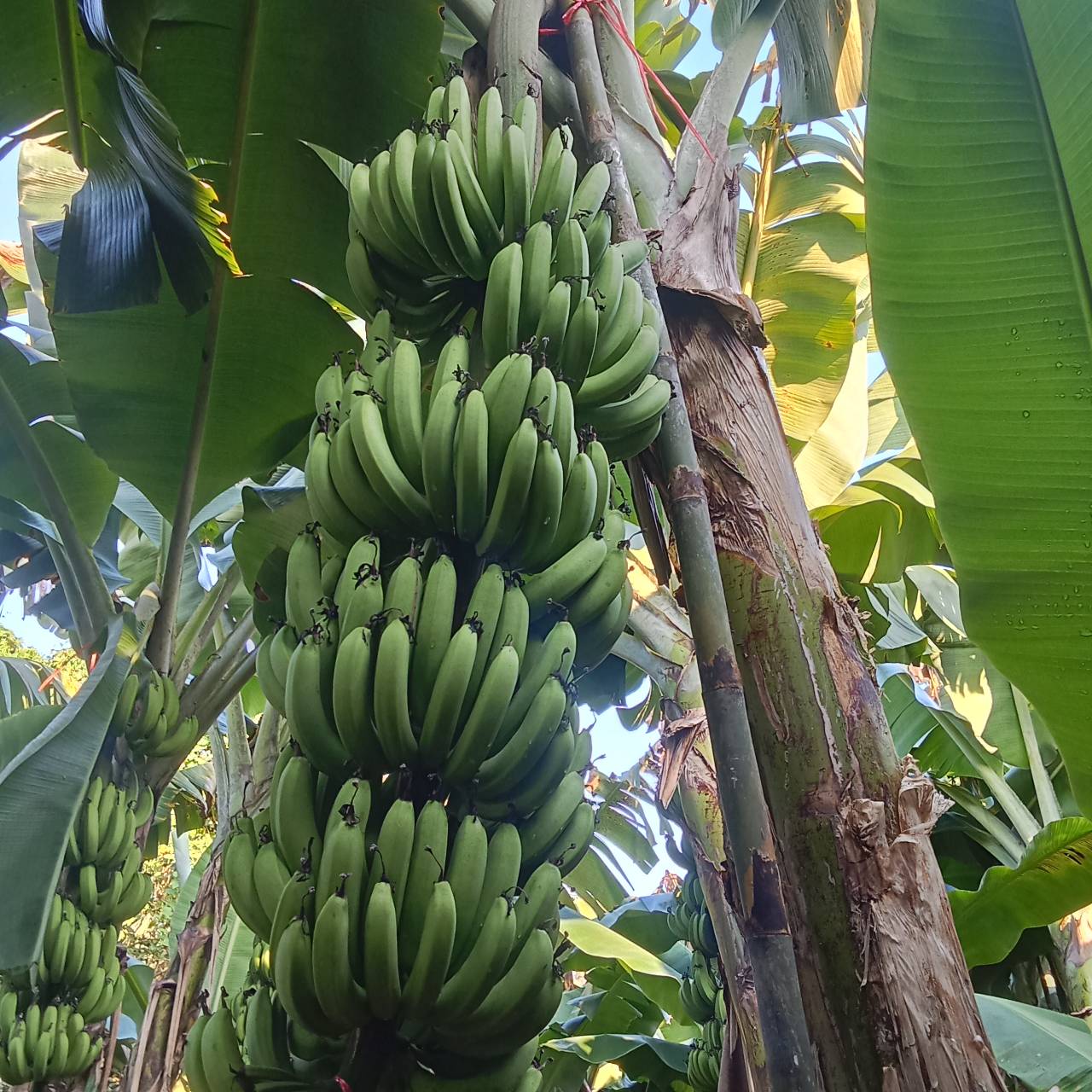 กล้วยหอมในสวน